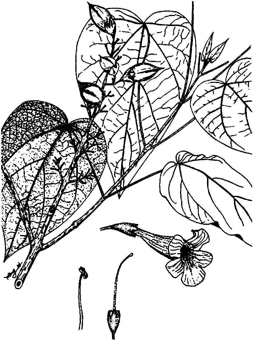 2.白花泡桐